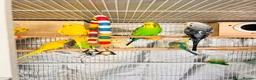 Budgerigars birds for sale: 14 Breeding Budgies, Cage, Food, Toys & Nest Boxes - Advert 15