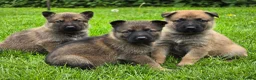 Mixed Breed dogs for sale: Shepherd's available.  Last 2 £500 - Advert 24