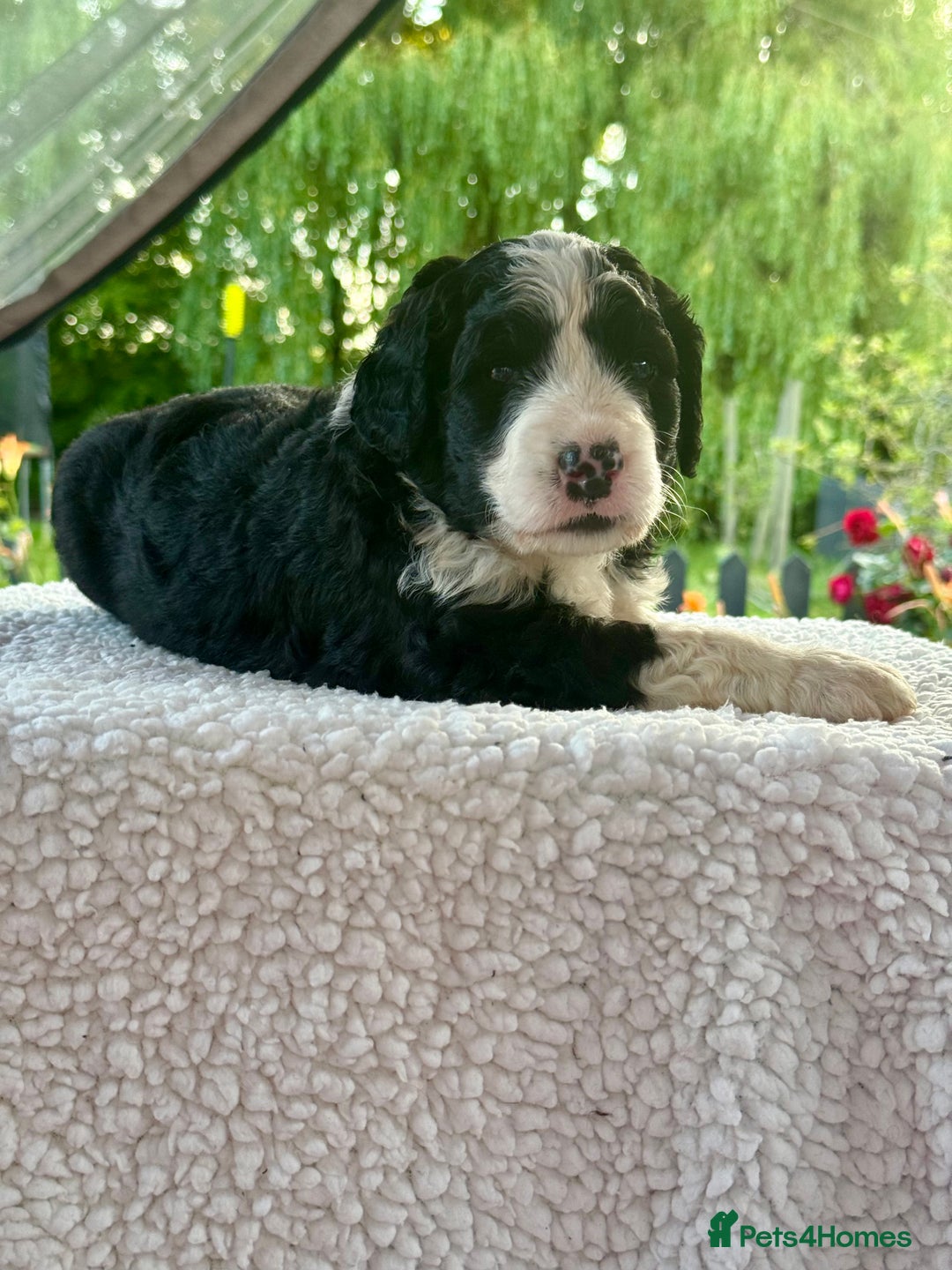 Bernedoodle dogs for sale: 1 boy left gorgeous f1 medium bernedoodle puppies  in Market Drayton - Image 7