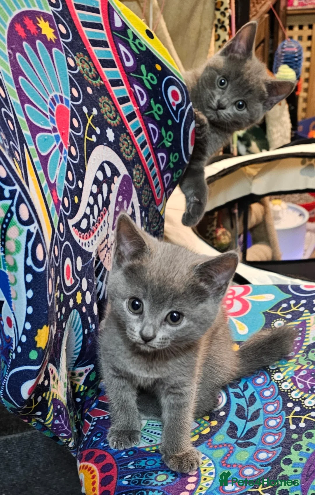 Russian Blue cats for sale: Pure Russian blue kittens. READY TO LEAVE 24.04 - Advert 2