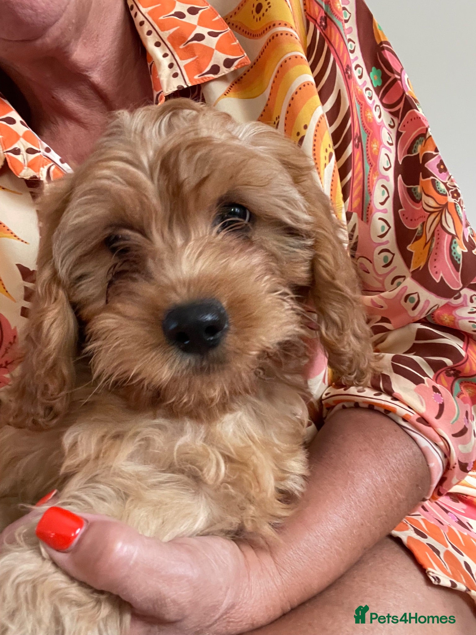 Cavapoo dogs 🐶🐾Adorable F1 miniature cavapoos🐾🐶 - Advert 15