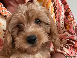 Cavapoo dogs 🐶🐾Adorable F1 miniature cavapoos🐾🐶 - Advert 2