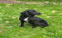 Cocker Spaniel dogs for stud: Field Trial Winner Stud (Proven)  - Image 3