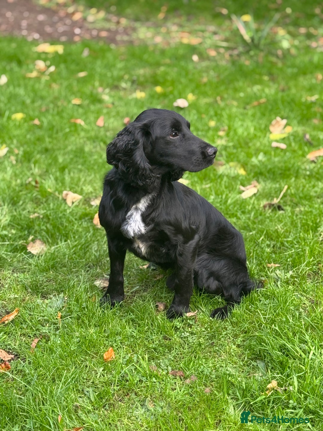 Cocker Spaniel dogs for stud: Field Trial Winner Stud (Proven)  - Image 3