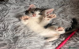 Toyger cats for sale: Adorable kitten  - Image 10