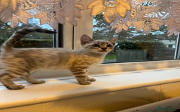 Bengal cats for sale: 3 Bengal kittens are looking for a new home 🏠 🐾 - Image 3