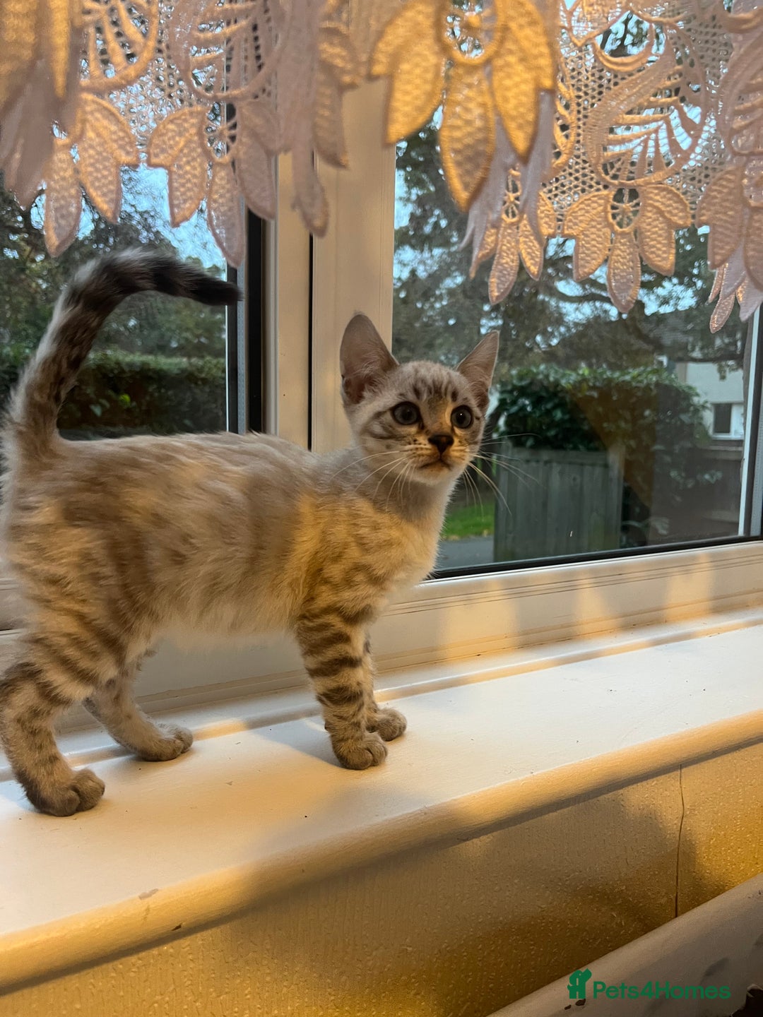 Bengal cats for sale: 3 Bengal kittens are looking for a new home 🏠 🐾 - Image 3