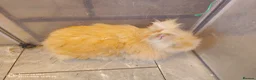 Lionhead rabbits for sale: A sad rehoming best homes only purebred lionheads  - Advert 5