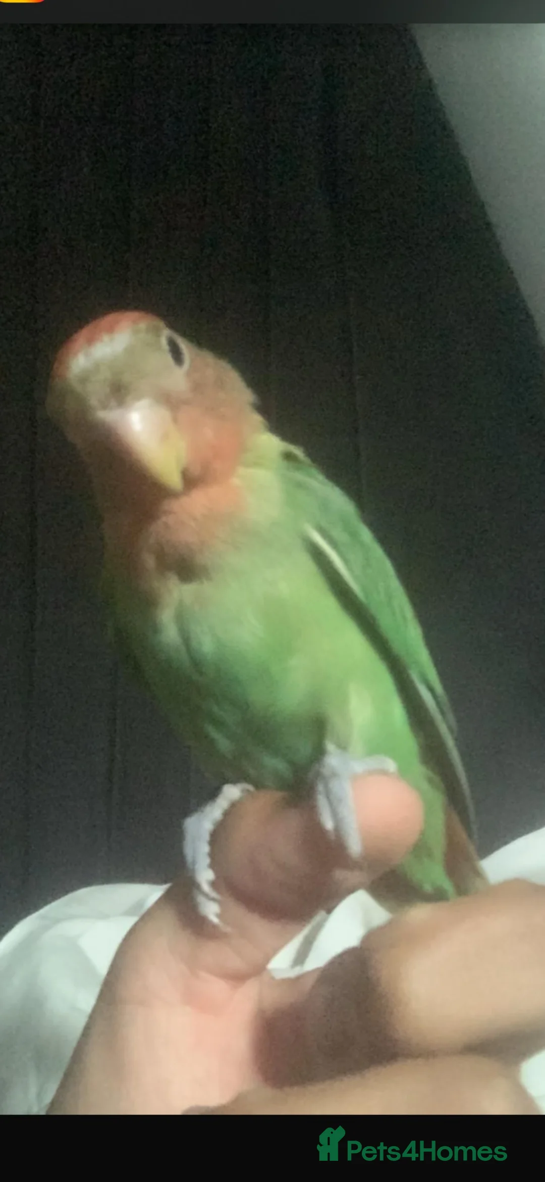 Lovebirds birds for sale: Handle friendly, peach face love bird for sale  - Advert 1