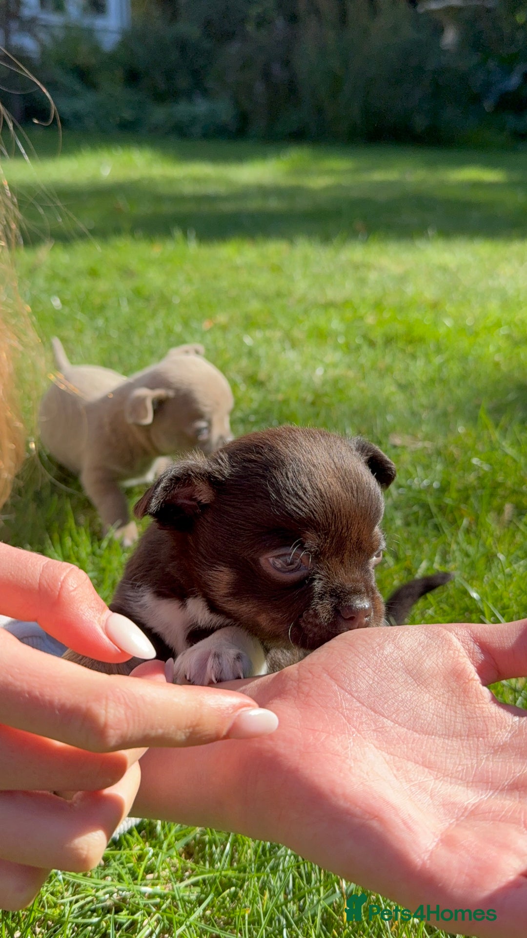 Chihuahua dogs for sale: Chihuahua Boys Short Haired  - Image 11