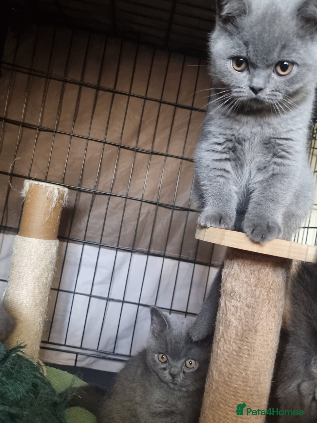 British Shorthair cats for sale: 3 Left Blue BSH Kittens Healthy GCCF Pedigree  - Image 22