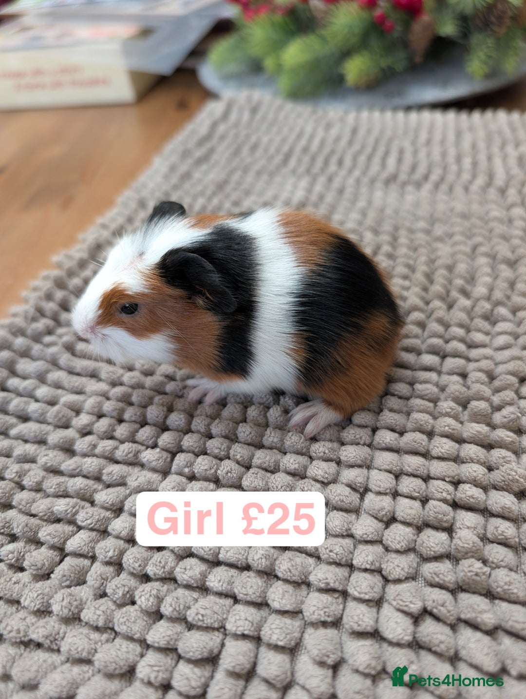 Guinea Pig rodents for sale: Baby guinea pigs girls and boys   - Advert 2