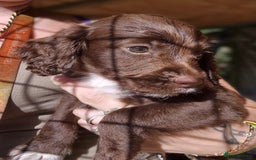 Sprocker dogs for sale: **REDUCED** Beautiful Sprocker pups - Image 6
