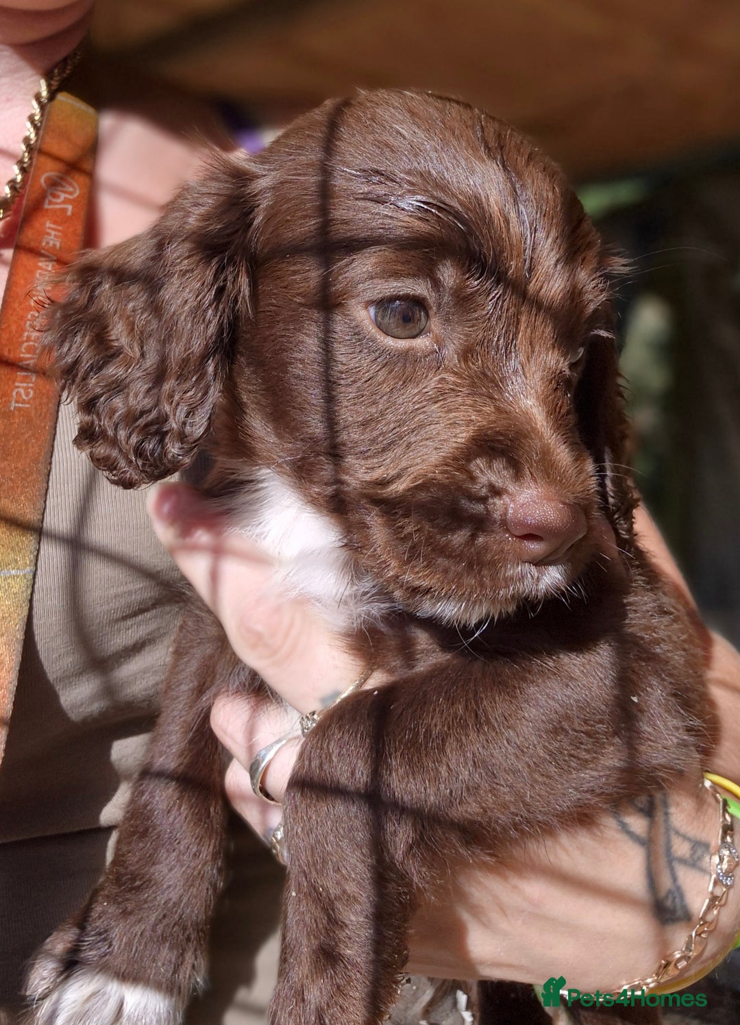 Sprocker dogs for sale: **REDUCED** Beautiful Sprocker pups - Image 6