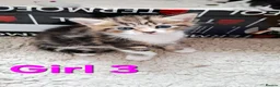 Mixed Breed cats for sale: Helen  - Advert 3