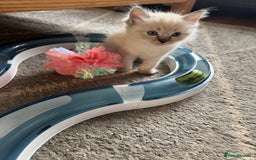 Ragdoll cats for sale: Beautiful Rag doll kittens for sale  - Image 9
