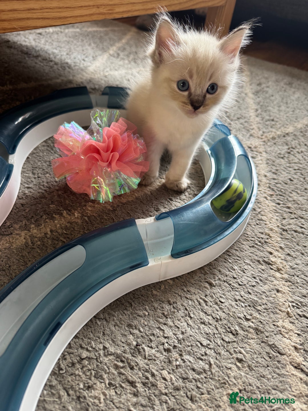 Ragdoll cats for sale: Beautiful Rag doll kittens for sale  - Image 9