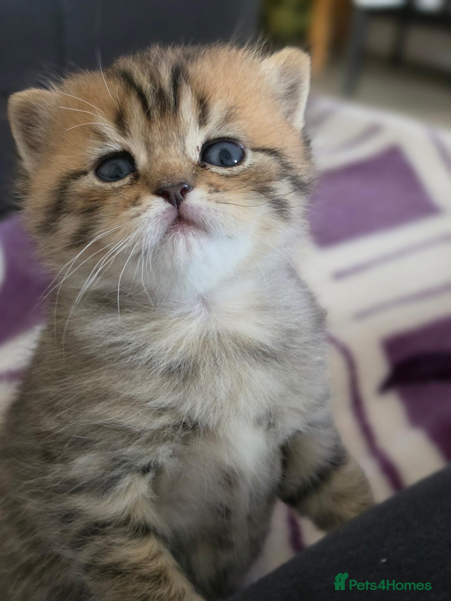 British Shorthair cats Beautiful TICA Kittens -Exceptional Pedigree Lines - Advert 1