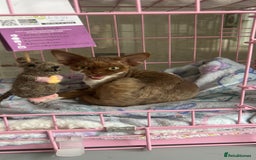 Devon Rex cats for sale: Beautiful GCCF Devon Rex girl  - Image 6