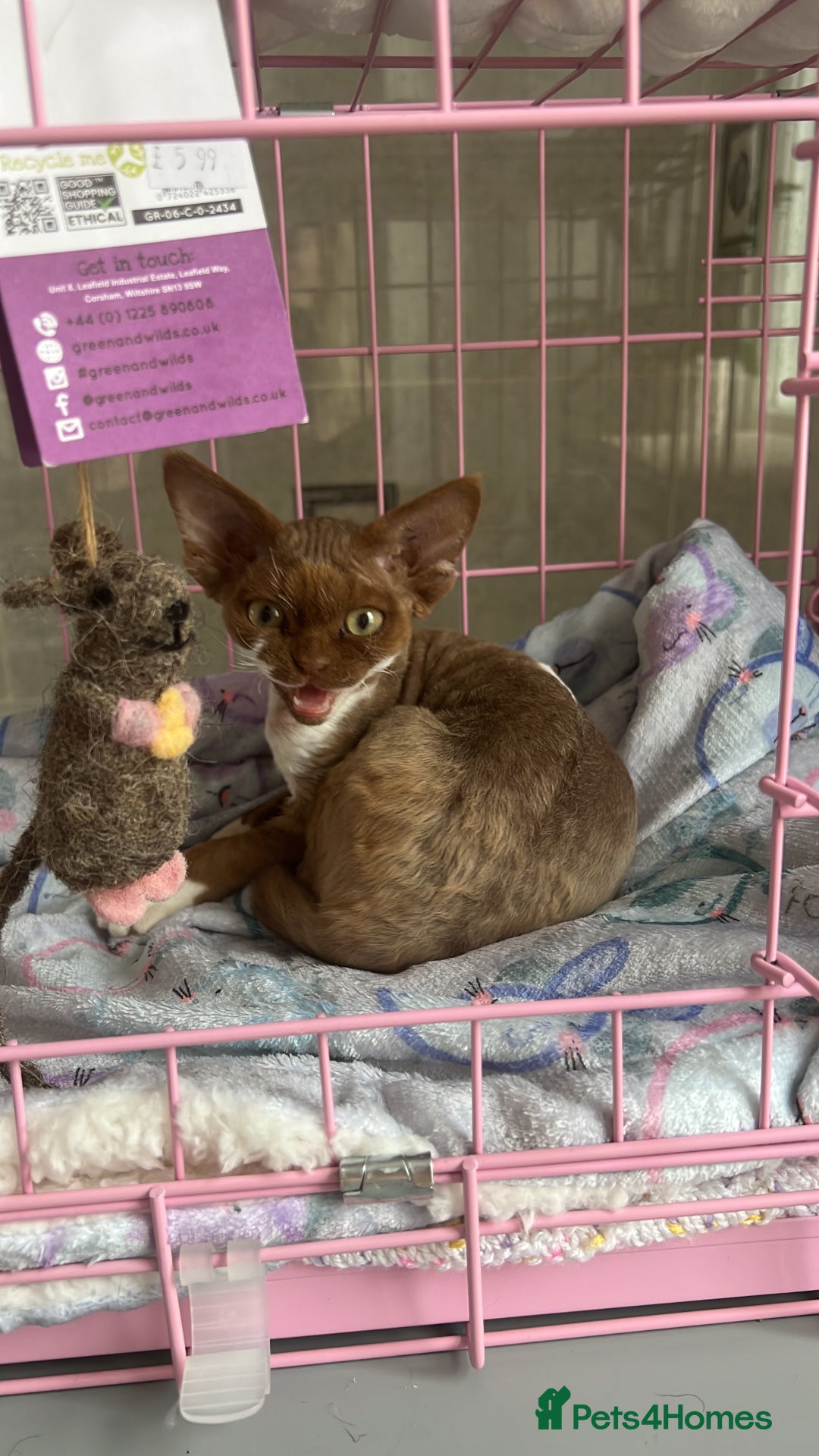 Devon Rex cats for sale: Beautiful GCCF Devon Rex girl  - Image 6