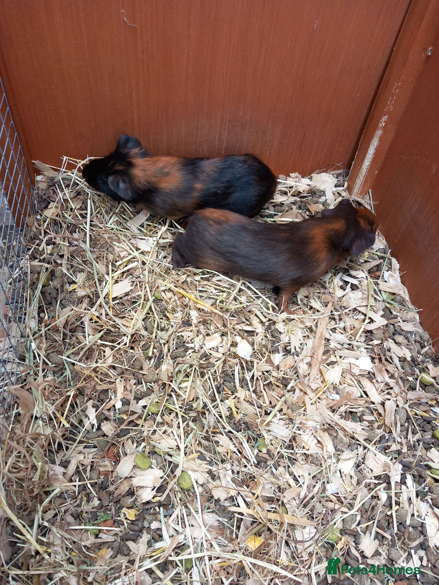 Guinea Pig rodents Psir Baby boy guineapigs for sale - Advert 17