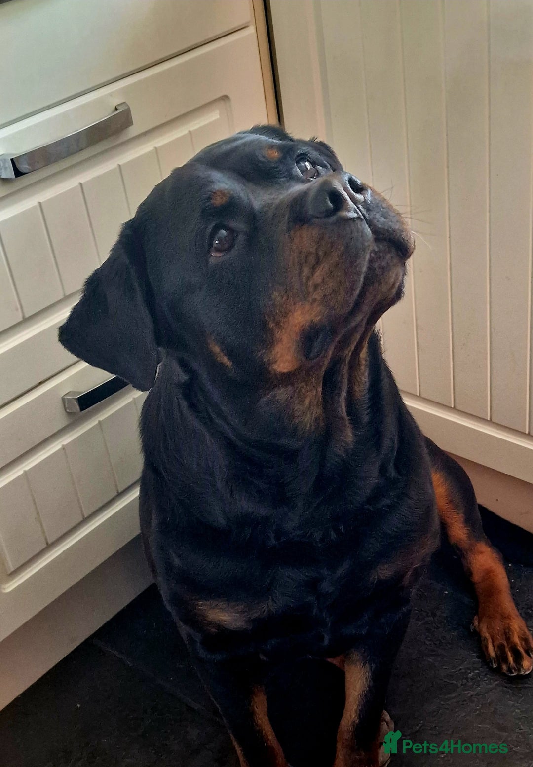 Rottweiler dogs for sale: Beautiful rottie looking for her forever home in Wednesbury - Image 4