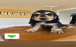Cocker Spaniel dogs for sale: KC reg & H/Tested Show Cocker Spaniels - Image 1