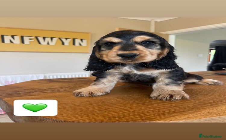 Cocker Spaniel dogs - Advert 2