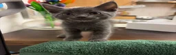 Scottish Fold cats for sale: 2 LEFT Scottish Fold & Scottish Straight kittens  - Advert 17