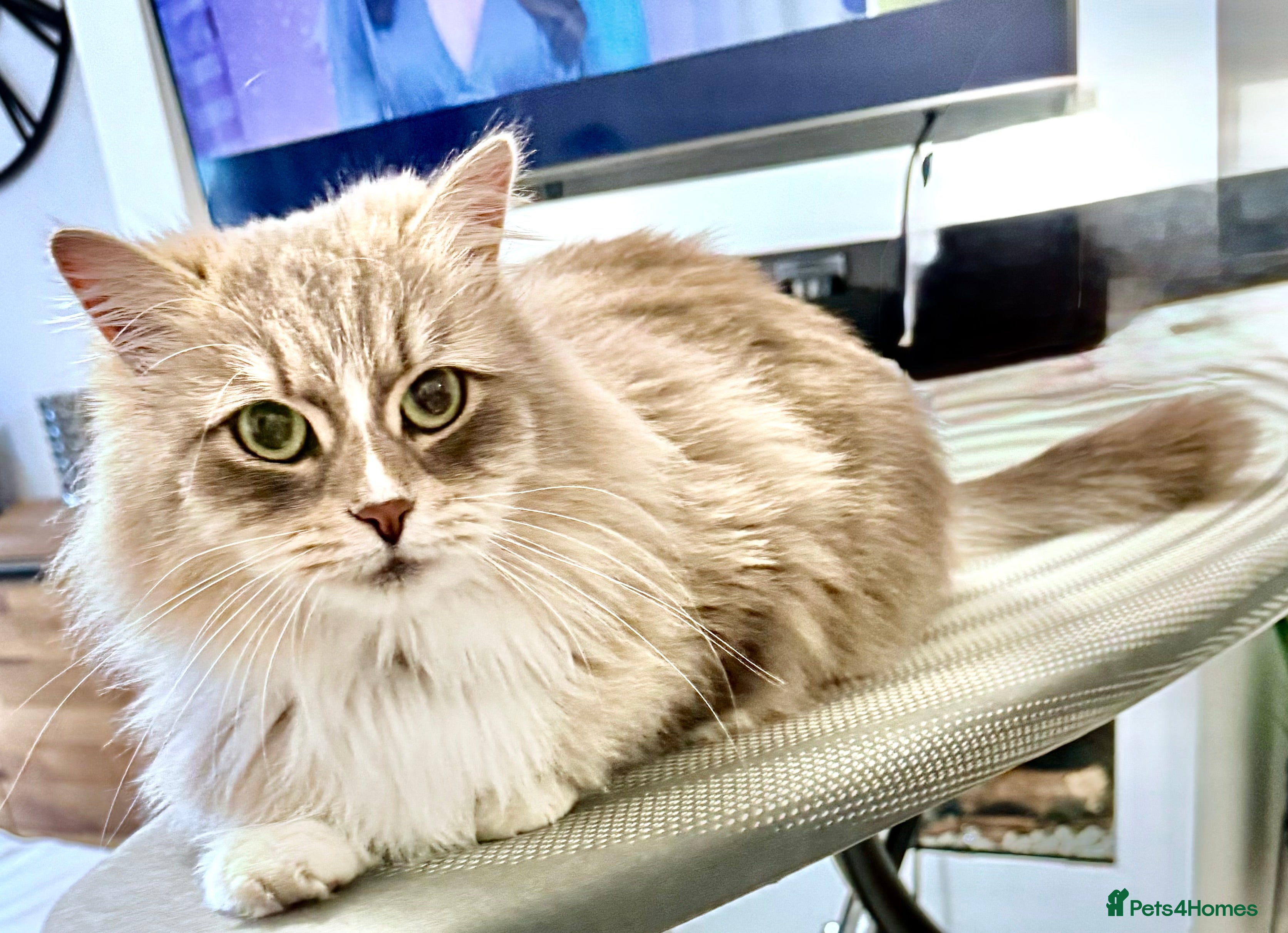 Siberian cats Beautiful Siberian Cat - Hypoallergenic - Advert 5