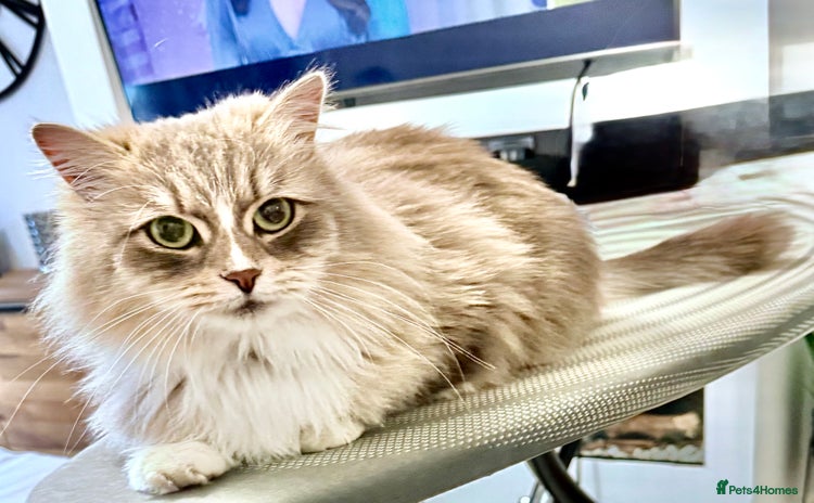 Siberian cats - Advert 10
