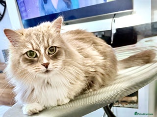 Siberian cats - Advert 2