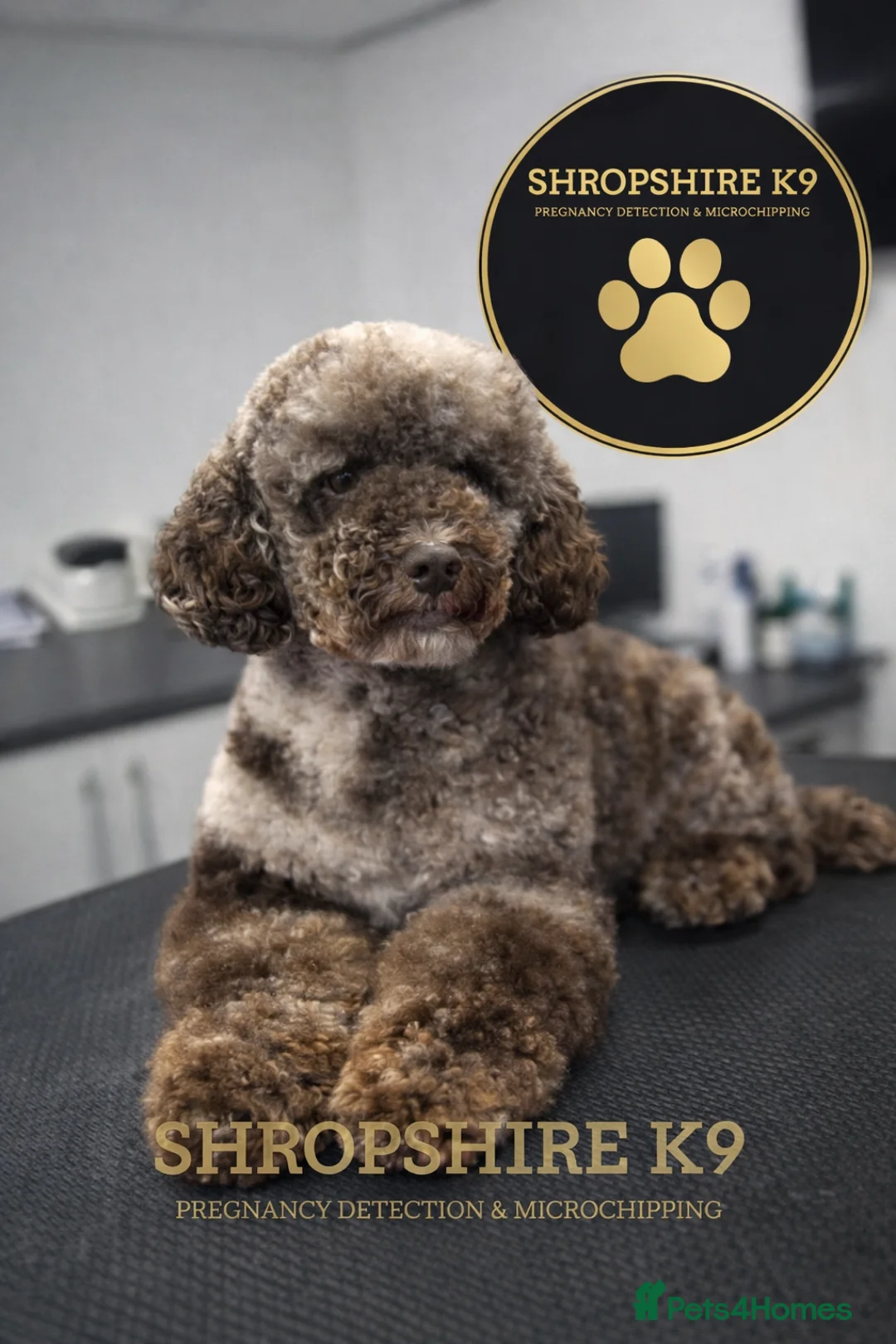 Miniature Poodle dogs for stud: Miniture Chocolate Merle poodle - Advert 1