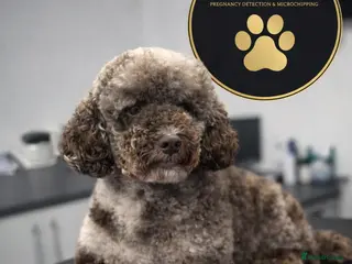 Miniature Poodle dogs Miniture Chocolate Merle poodle - Advert 16