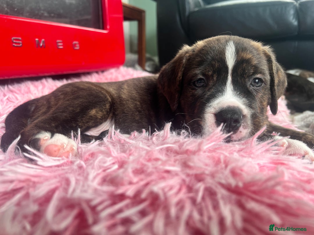 Mixed Breed dogs for sale: American Bulldog X Bernese mountain Dogs  - Image 15