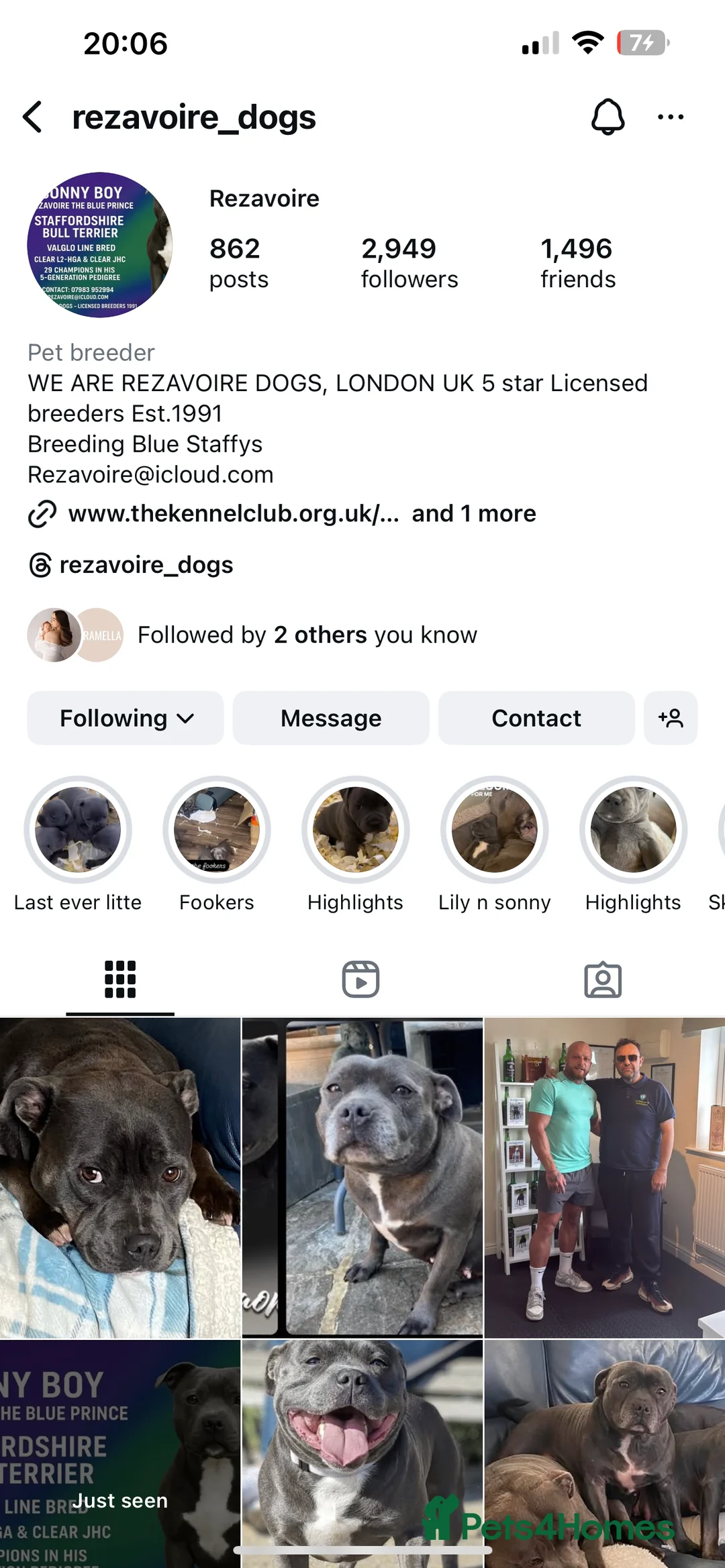 Staffordshire Bull Terrier dogs for sale: LAST BOY LEFT KC REGISTERED 5 STAR BLUE   - Advert 13