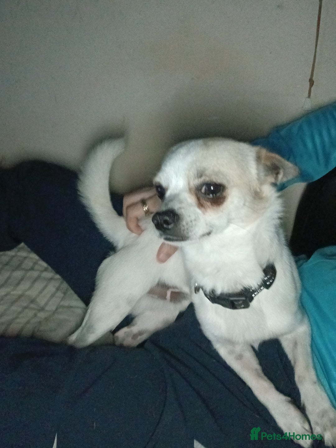 Chihuahua dogs for stud: 2 Chihuahua males for stud  - Image 4