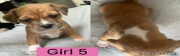 Mixed Breed dogs for sale: Mixed breed puppies  - Advert 4