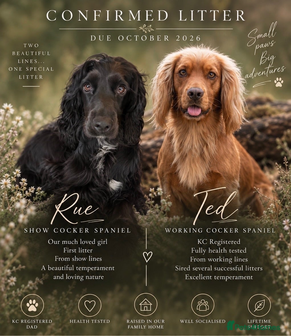 Cocker Spaniel dogs Rue's gorgeous cocker spaniels🖤 - Advert 1