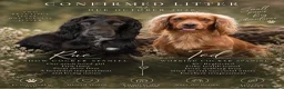 Cocker Spaniel dogs for sale: Rue's gorgeous cocker spaniels🖤 - Advert 1
