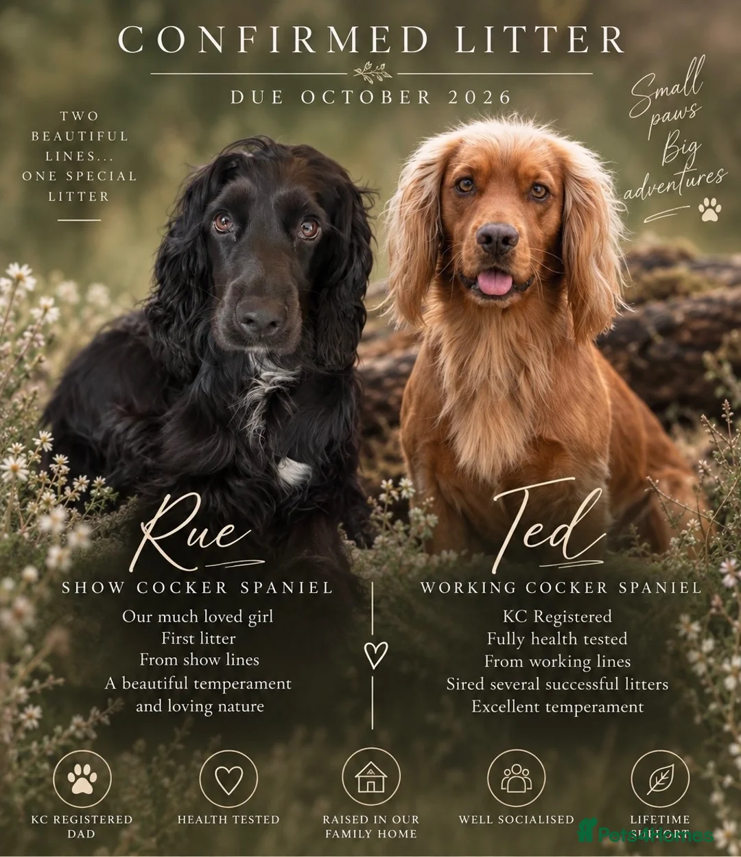 Cocker Spaniel dogs for sale: Rue's gorgeous cocker spaniels🖤 - Advert 1