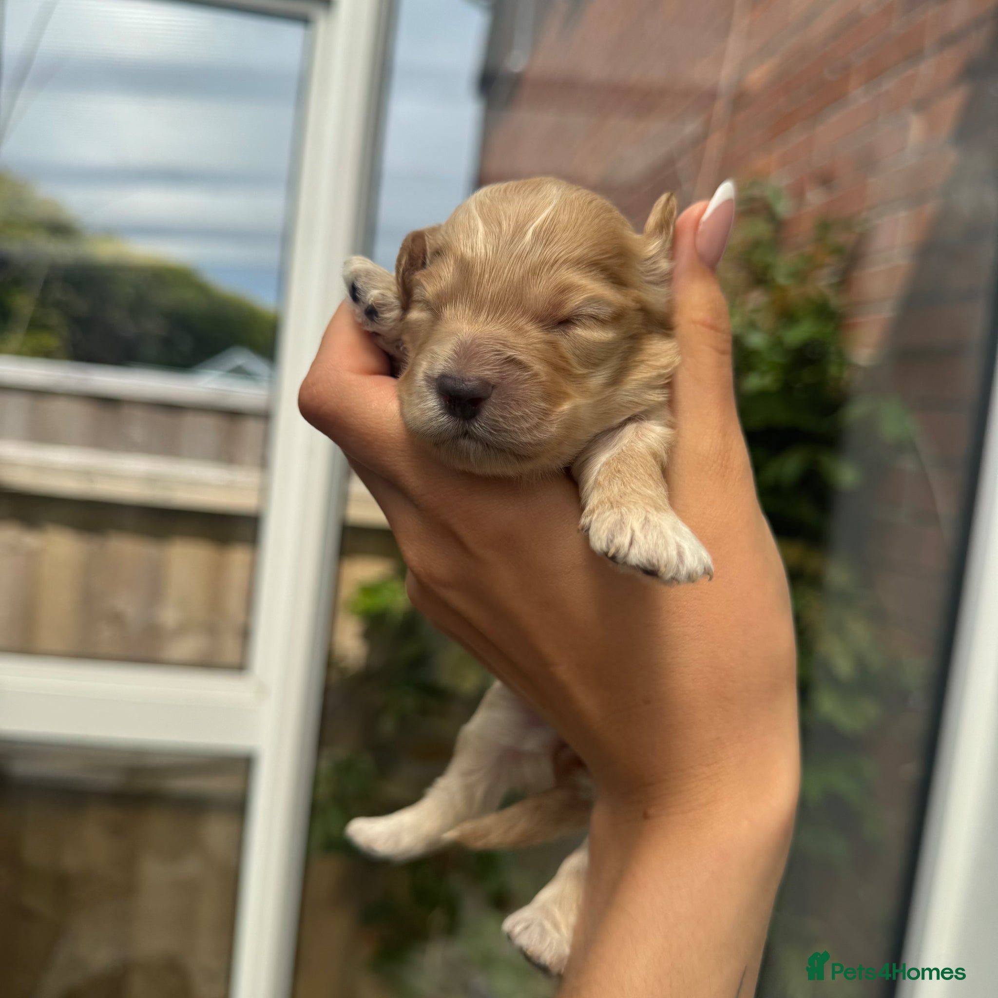 Mixed Breed dogs for sale: doxiepoo pups x2 female x4 male  - Advert 8