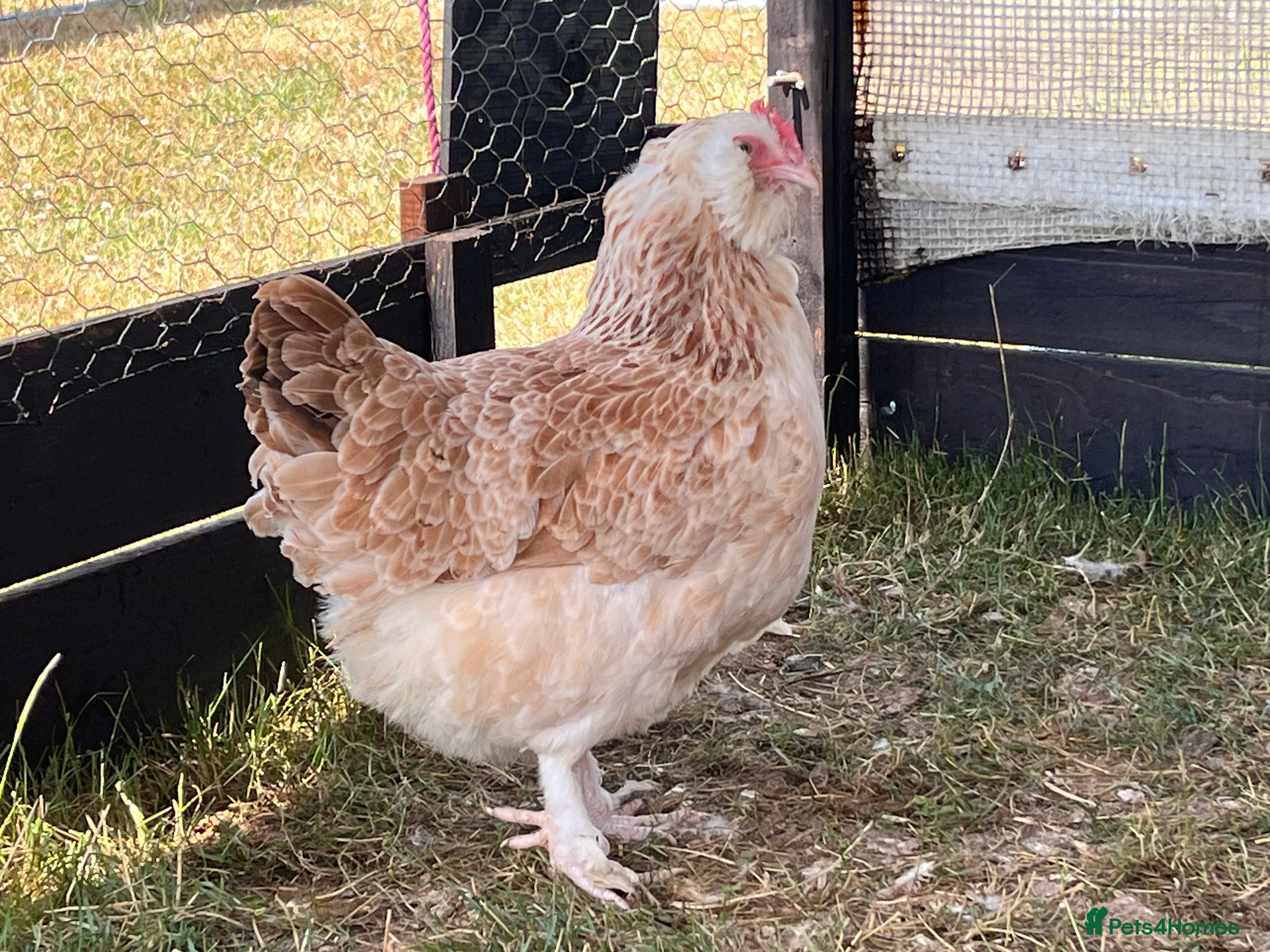 Mixed Breed livestock Chickens - Advert 1