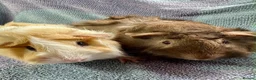 Guinea Pig rodents for sale: Gorgeous Pair Of Female Guinea Pigs Available - Advert 2