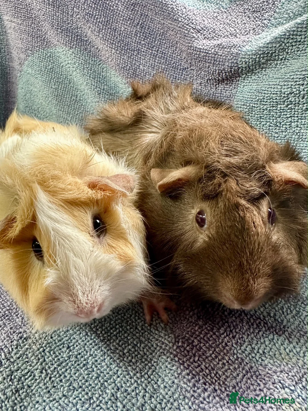 Guinea Pig rodents for sale: Gorgeous Pair Of Female Guinea Pigs Available - Advert 2