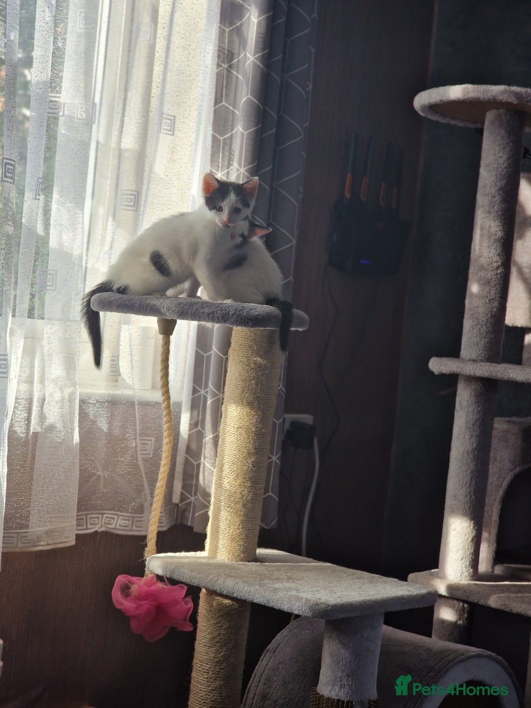 Mixed Breed cats for sale: Kittens  - Image 4