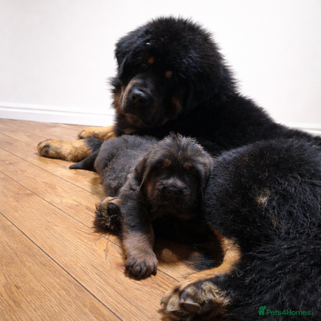 Tibetan Mastiff dogs Tibetan Mastiff - Advert 1