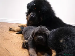 Tibetan Mastiff dogs Tibetan Mastiff - Advert 2
