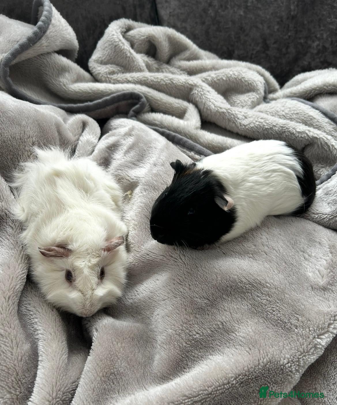 Guinea Pig rodents 2 beautiful Male Guinea Pigs  - Advert 1