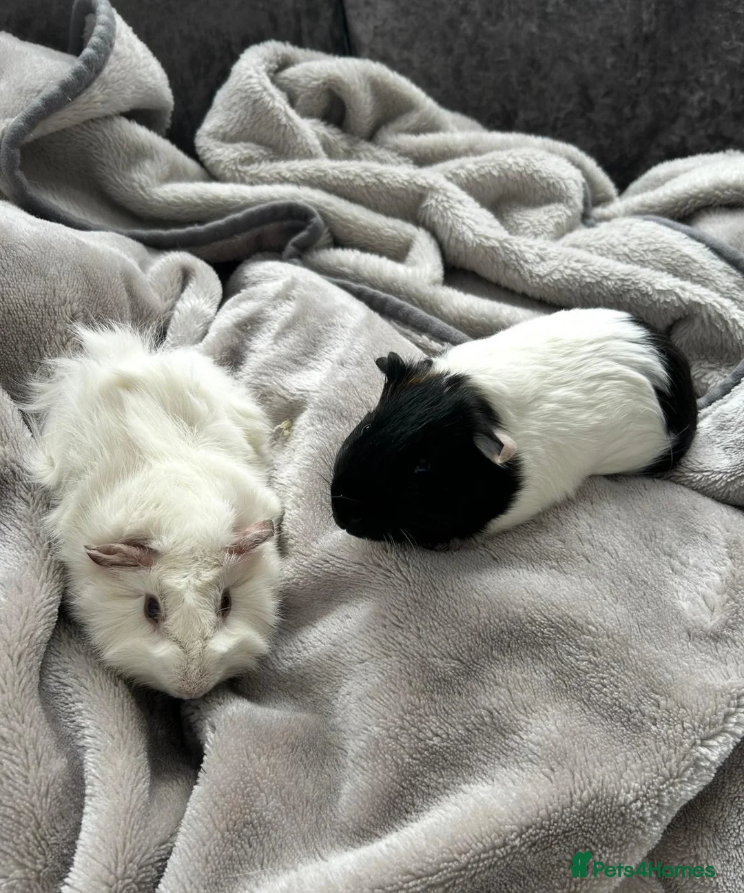 Guinea Pig rodents for sale: 2 beautiful Male Guinea Pigs  - Advert 1